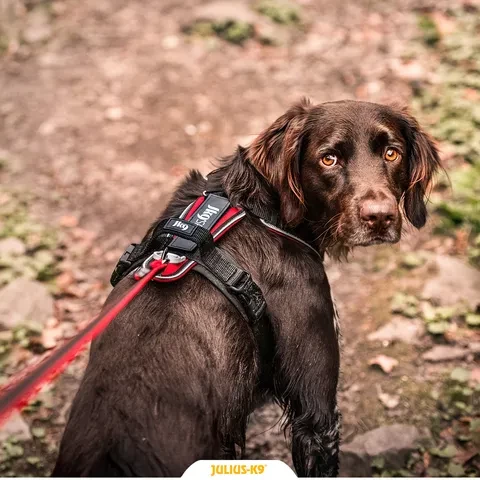Harnais Julius K9 Dog Speed Pour Chien Noir Et Rouge â Image 4